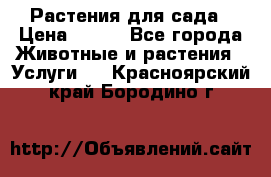 Растения для сада › Цена ­ 200 - Все города Животные и растения » Услуги   . Красноярский край,Бородино г.